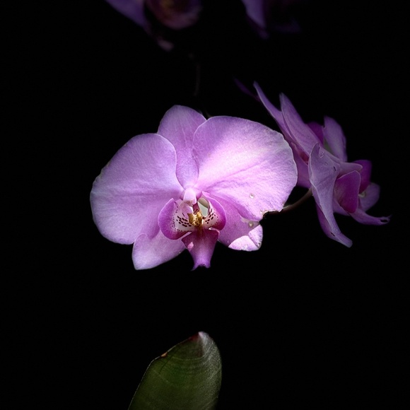 Meet your Posher,  Galadriel2024 - Picture 2 of 2